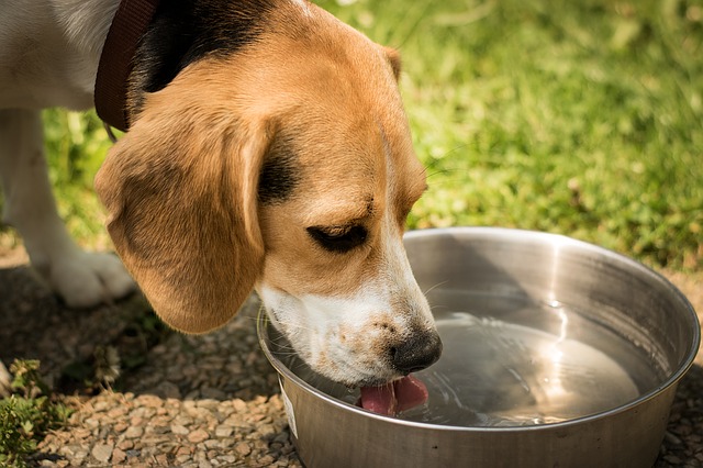 Beagle drinking water from bowl