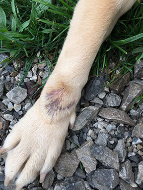 Dog with hot spot on foreleg