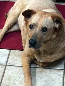 Lab/Shar Pei Mix