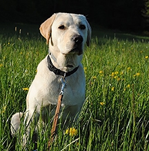 Labrador