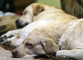 labradors