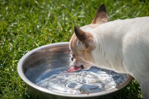 chihuahua dringking water from bowl