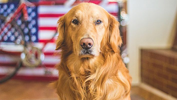 Dog Skin Allergies Distressing Link to Kibble