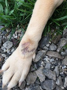 Dogs leg with hot spot