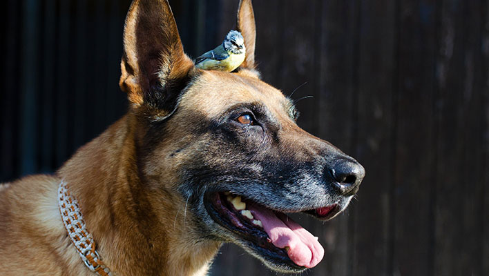 German Shepherd Dog with a Blue Tit standing on head between the dogs ears