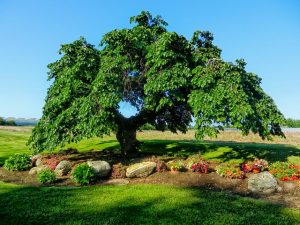 Camperdowm elm tree