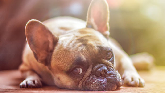 French bull dog lying on floor