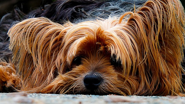 Yorkshire terrier lying down with head on floor