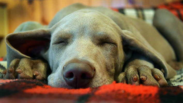 Weimarana lying on floor asleep