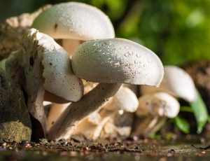 Mushrooms growing in the soil