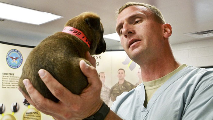 vet checking a puppy
