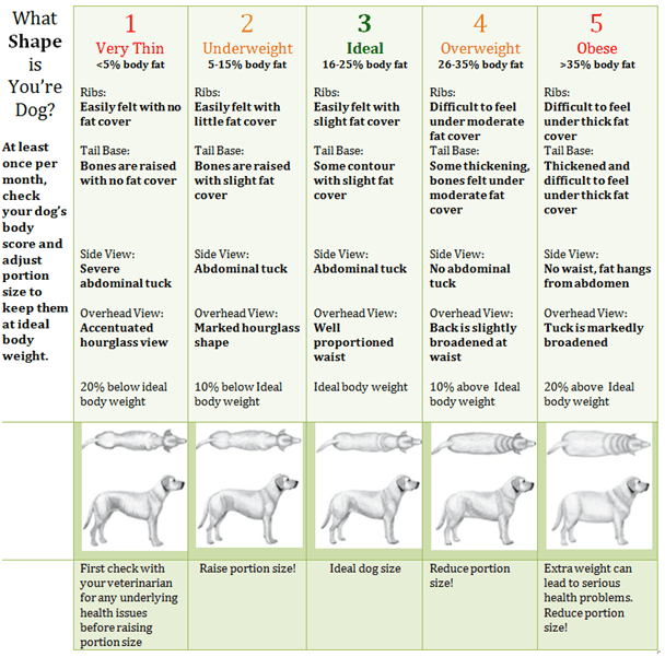 How to Determine Your Dog's Healthy Weight and Body Condition